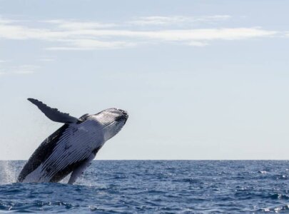 La visita de las ballenas jorobadas es una de nuestras 101 razones por las que República Dominicana es grandiosa